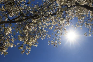 Foto auf Acrylglas Magnolie Ast einer Magnolie mit weissen Blüten im Sonnenschein for blauem Himmel