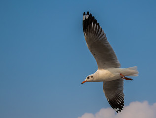 Seagulls are flying at the sea.