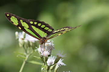 borboleta