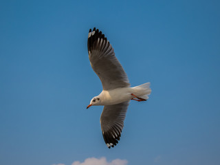 Seagulls are flying at the sea.