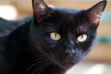cute black cat hiding - focus on the eyes
