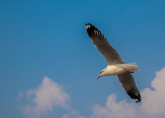 Seagulls are flying at the sea.