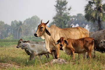 Fototapeta premium cows grazing on grassy green field