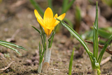 Flowering Dutch yellow crocus (Crocus flavus) on flowerbed