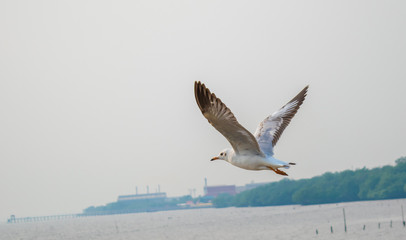Seagulls are flying at the sea.
