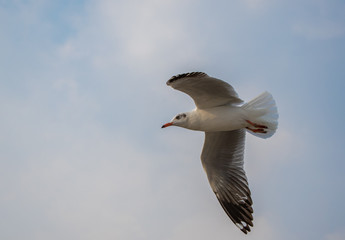 Seagulls are flying at the sea.