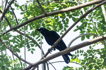 Crow looking for Food in Zoo Thailand South East Asia Travel Concept