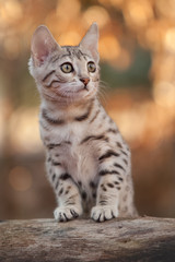 Naklejka na ściany i meble Bengal Kitten Outdoor
