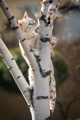 White Bengal on Birch Tree