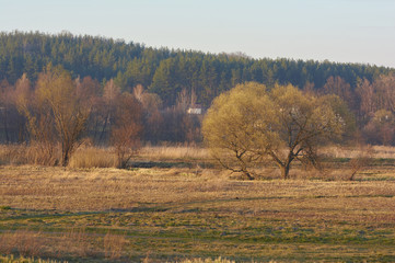 Spring in nature. A bright sunny day on a rural landscape. Outdoor rest. Trees and grass on a meadow