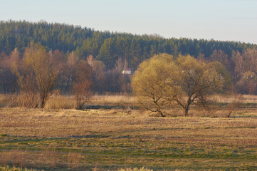 Fototapeta premium Spring in nature. A bright sunny day on a rural landscape. Outdoor rest. Trees and grass on a meadow
