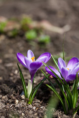 crocus in the garden in early spring