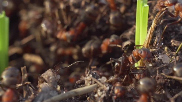 Ants (Hill ant, Formica rufa)  at the entrance to the underground anthill running inside and back. Macro.