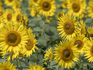 Fototapeta premium Sunflower field