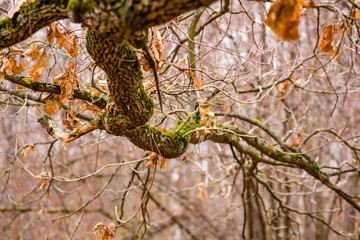 Oak branch in autumn
