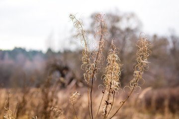 Fototapeta premium Dry grass on a background of a field in the autumn 