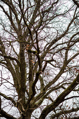 Oak branches without leaves closeup
