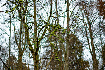 Sick old tree with branches covered with moss
