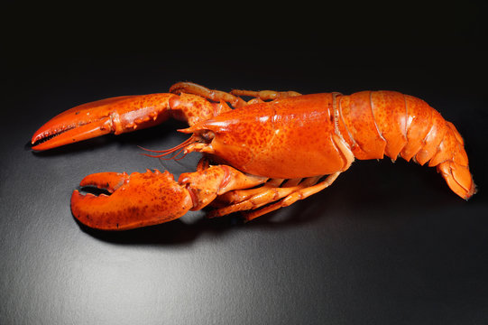 Fresh american lobster, whole silhouette on a dark background