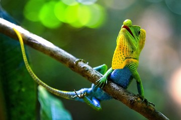 Chameleon in a natural environment in the forest of Sri Lanka - obrazy, fototapety, plakaty