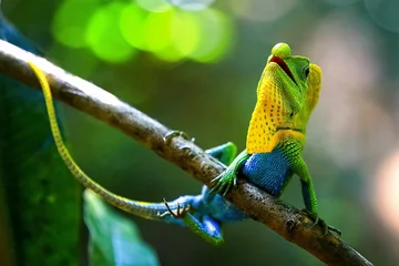 Afwasbaar Fotobehang Kameleon Kameleon in een natuurlijke omgeving in het bos van Sri Lanka