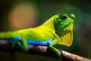 Chameleon in a natural environment in the forest of Sri Lanka