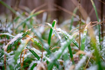 Grass under the fresh snow in late November
