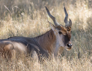 Scimitar-horned Oryx