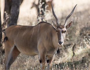 Scimitar-horned Oryx
