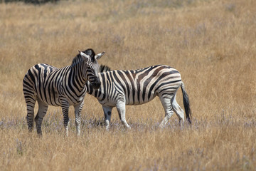 Obraz na płótnie Canvas Zebras 