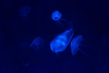 Jellyfishes moving in nature background.