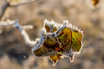 Beautiful green leaves on a sunny frosty morning in November
