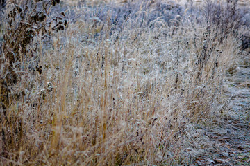 Grass covered with frost in the morning in November

