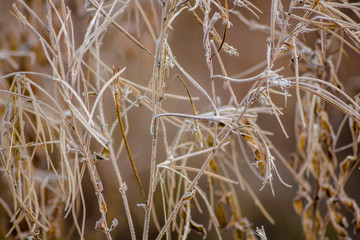 Grass covered with frost in the morning in November
