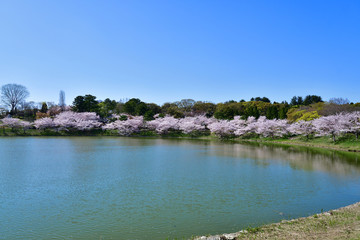 Fototapeta na wymiar 満開の桜の情景
