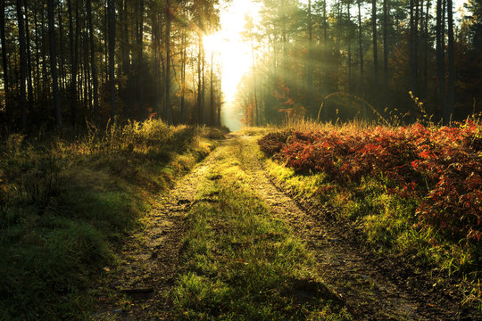 Autumn scene with road in morning forest sunrise /  Beautiful misty sun rays in countryside of north Poland