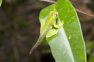 Newly emerged treefrog (Hyloscirtus sp.) above a stream in montane rainforest at night in the...