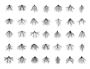 Naklejka premium Big set of Black Roots Tree. Vector Illustration.