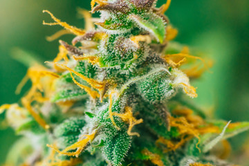 buds before harvest indoor grow buds cannabis Macro shot with sugar trichomes. concepts of grow and...