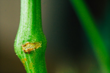 technology supercropping Super Cropping Stem fractures in cannabis grow.