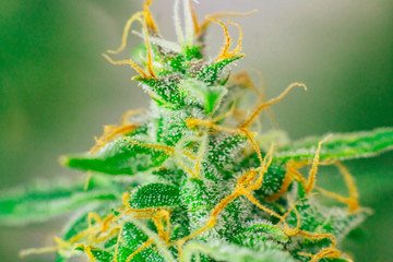 Beautiful cannabis buds in the indoor grown before harvest. Macro shot with sugar trichomes....