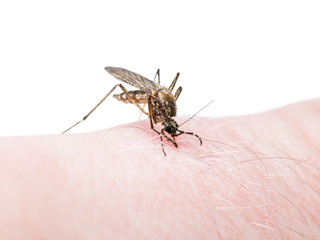 Yellow Fever, Malaria or Zika Virus Infected Mosquito Insect Bite Isolated on White