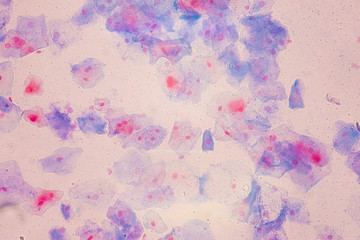 Squamous epithelial cells under microscope view for education histology