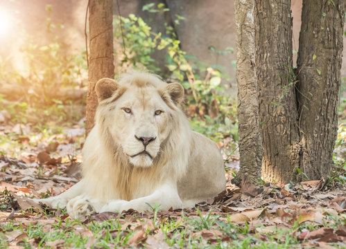  Male white lion relaxation under tree shade in natural   