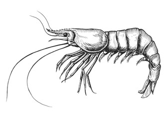 Hand drawn shrimp isolated
