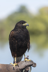 Harris Hawk )Parabuteo Unicinctus)