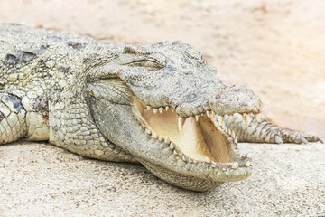 crocodile animal wildlife reptile open mouth resting in nature