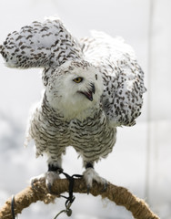 Fototapeta premium Snowy owl (Bubo scandiacus)