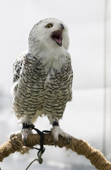 Snowy owl (Bubo scandiacus)