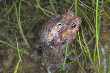 Pair of  Crested Forest Toads (Rhinella margaritifera) in amplexus (mating) in a rainforest pond.  In the Cordillera del Condor, the Ecuadorian Amazon